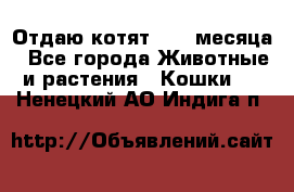 Отдаю котят. 1,5 месяца - Все города Животные и растения » Кошки   . Ненецкий АО,Индига п.